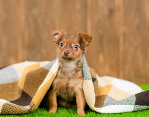 Canvas Print - Toy terrier puppy wearing warm scarf sits under warm plaid on green grass