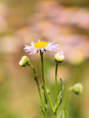 Wall Mural - chamomile flowers on a branch in spring