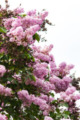 Wall Mural - lilac flowers on a branch