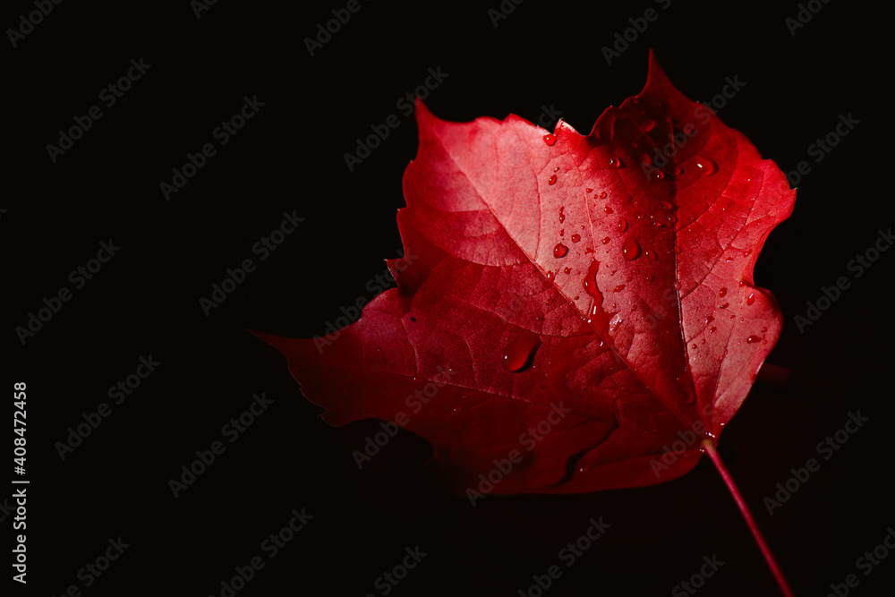 Red autumn leaf with water drops raining down - obrazy, fototapety, plakaty 