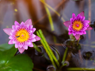 Wall Mural - Pink Lotus flower with honey bee collecting pollen in summer