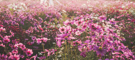 Wall Mural - field of cosmos flower in the morning.