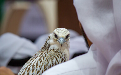 background image of a arab guy holding his falcon during a falcon show in qatar. falconry