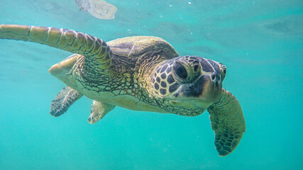 An endangered sea turtle in turquoise blue clear waters of Hawaii