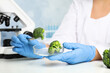 Scientist with broccoli at table in laboratory, closeup. Poison detection