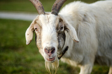 portrait of a wihte goat grazing in the park