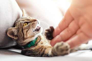 Cute little playful fluffy little tabby cat enjoy lying and playing with owner arm on cozy soft armchair indoors in warm sunset lights. Funny happy domestic pet sleeping on sofa at yard