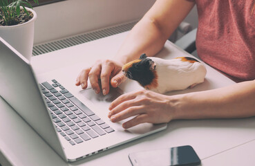 Wall Mural - Woman working with laptop and little guinea pig sitting near her