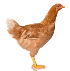 Wall Mural - one brown chicken isolated on white background, studio shoot