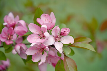 Wall Mural - Delicate pink flowers of an apple tree in a spring garden. close-up.