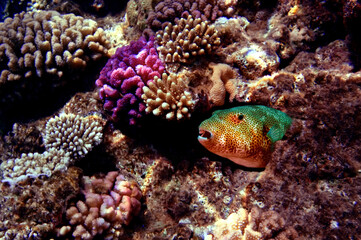 Wall Mural - Colorful coral reef with hard corals at the bottom of tropical Sea. Red Sea