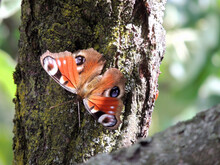 Butterfly On Tree