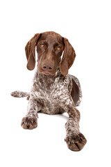 Wall Mural - German Short haired Pointer puppy