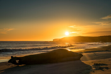 Sticker - Sunset over the beach