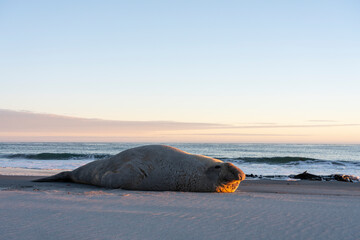 Sticker - The southern elephant seal (Mirounga leonina)