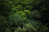 Fototapeta  - zielony las