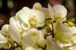 white orchide flowers