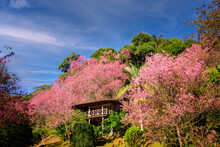House Of Sakura Wild Himalayan Cherry At Khun Chang Kian , Chiangmai , Thailand