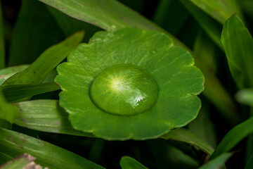 Water dew on a gree leaf - Ecology image