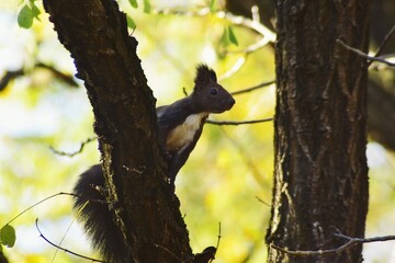 a brown squirrel in the tree during summer season. sciurus vulgaris in the morning