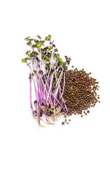 Wall Mural - Red cabbage microgreen on a white background isolate. Selective focus.