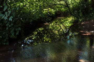 river in the woods