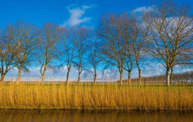 Reedy edge of a canal in a green grassy landscape in wetland in sunlight under a blue sky in winter, Almere, Flevoland, Netherlands, January 24, 2021