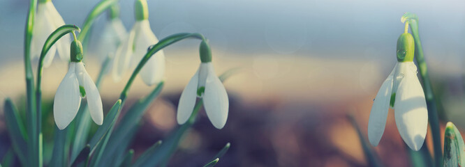 Canvas Print - white snowdrops flower in sunny garden . easter background.