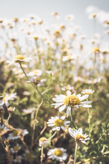 Canvas Print - Vertical shot of field of yellow-white chamomiles