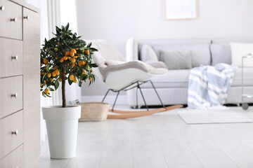 Wall Mural - Potted kumquat tree with ripening fruits indoors. Interior design