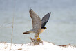 Peregrine Falcon about to take flight
