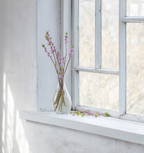 Daphne Flowers In Vase On Vintage Windowsill