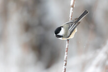 Black-capped Chickadee On A Twig 