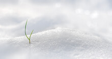 A Green Blade Of Grass Grows From Under The Snow