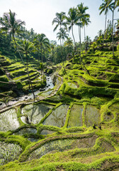 bali, indonesia