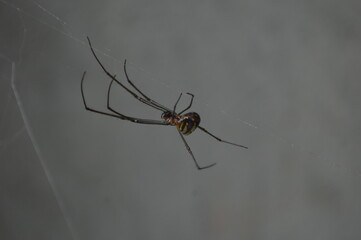 spider on the web