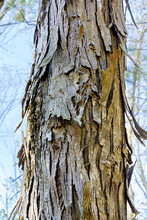 Close Up Of Trunk Of A Shagbark Hickory Tree In A Mixed Forest In Northeast USA Showing Its Peeling Bark. 