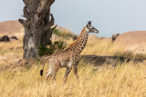Fototapeta Zwierzęta - Giraffe walking through the grasslands in Kenya