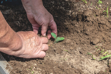 senior woman planting seedling in the vegetable garden. Growing vegetables. Spring work in the vegetable garden