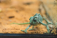 View Of A Flap-neck Chameleon In A Glass Cage