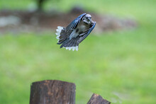 This Common, Large Songbird Is Familiar To Many People, Blue Jay 