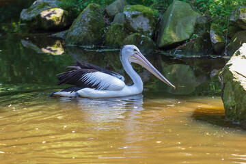 Wall Mural - A large black and white bird with a large beak The Australian Pelican - Pelecanus conspicillatus - swims in a pond. Its image is reflected in the water.