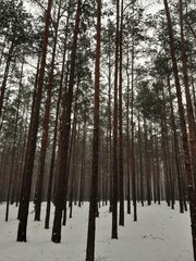 Wall Mural - Winter forest, gloomy, seasonal landscape. Snow in the forest. Dense snow forest on cloudy day. Branches of tall trees in cold frost. Cold winter. Foggy and snowy winter scene. 