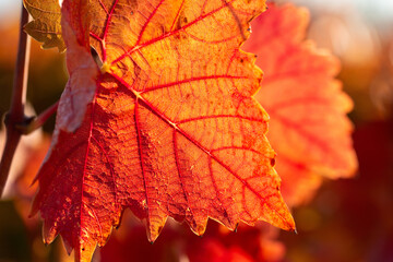 Wall Mural - Autumn grapes with red leaves, the vine at sunset is reddish yellow