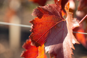 Wall Mural - Autumn grapes with red leaves, the vine at sunset is reddish yellow