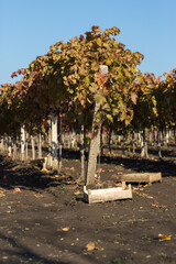 Wall Mural - Autumn grapes with red leaves, the vine at sunset is reddish yellow