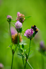 Canvas Print - Bumblebee on a pink plantain flower.