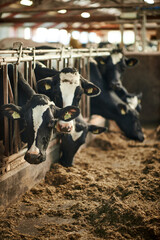 A herd of cattle standing on top of a metal fence. Dairy cows in a farm