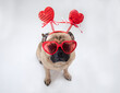 Cute sittin pug dog wearing red heart shaped glasses and red heart head band