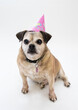 Senior pug dog wearing a pink birthday hat